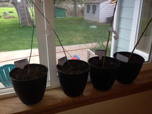 Top-rated lawn care service experts serving Nebraska City, NE - Arbor Day Foundation