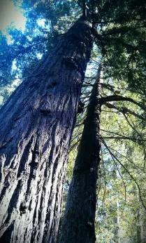 Expert landscape design for homes across Novato, CA - Arbor Day Tree Care