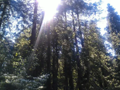 Top-rated landscaping services for beautiful yards across Novato, CA - Arbor Day Tree Care