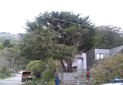 Trusted landscape design experts serving Novato, CA - Arbor Day Tree Care