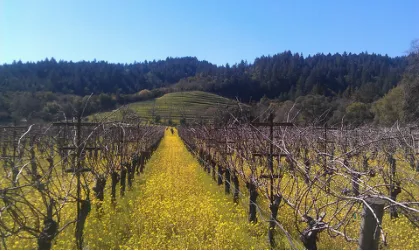 Local yard cleanup service in Novato, CA - Arbor Day Tree Care