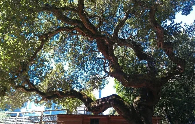Local yard maintenance in Novato, CA - Arbor Day Tree Care