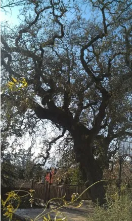 Reliable landscape installation with custom design in Novato, CA by Arbor Day Tree Care