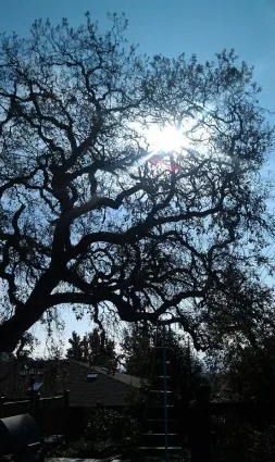 Expert lawn mowing service for homes in Novato, CA by Arbor Day Tree Care