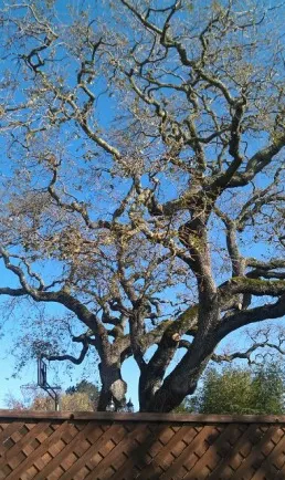 Affordable landscaping services in Novato, CA by Arbor Day Tree Care