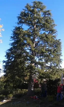 Trusted outdoor landscaping for beautiful yards across Novato, CA - Arbor Day Tree Care