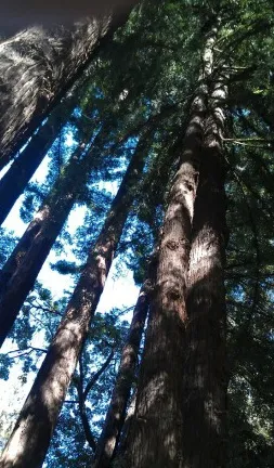 Top-rated landscape design in Novato, CA by Arbor Day Tree Care