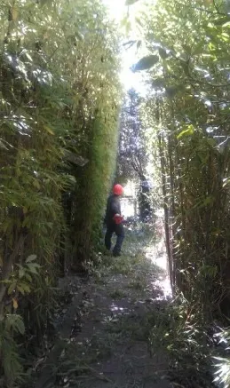 Affordable garden landscaping experts serving Novato, CA - Arbor Day Tree Care