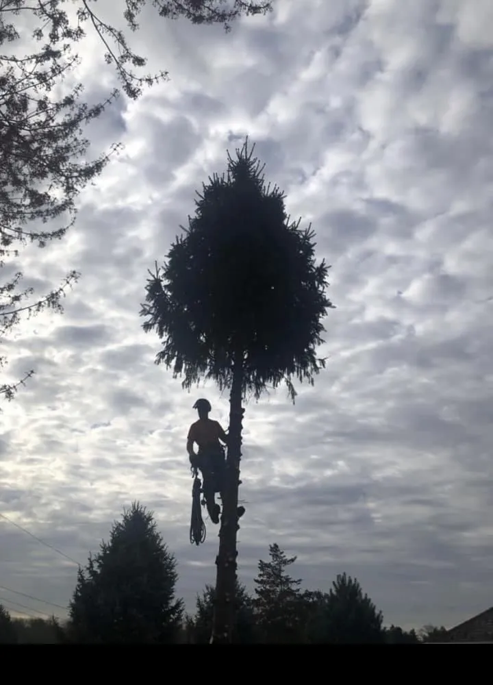 Trusted lawn care service for outdoor upgrades in Upper Black Eddy, PA by Arbor Doc Tree Service