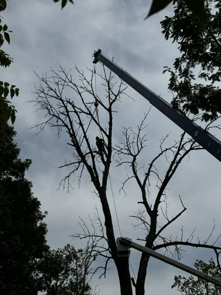Custom landscape design in Upper Black Eddy, PA by Arbor Doc Tree Service