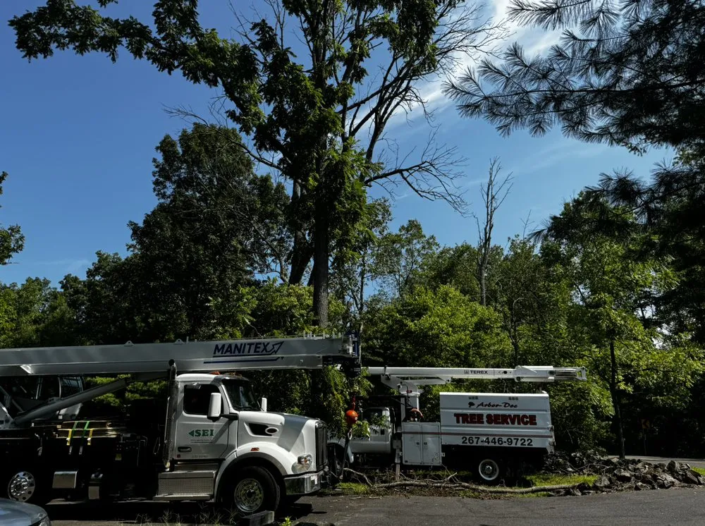 Reliable yard cleanup service in Upper Black Eddy, PA - Arbor Doc Tree Service