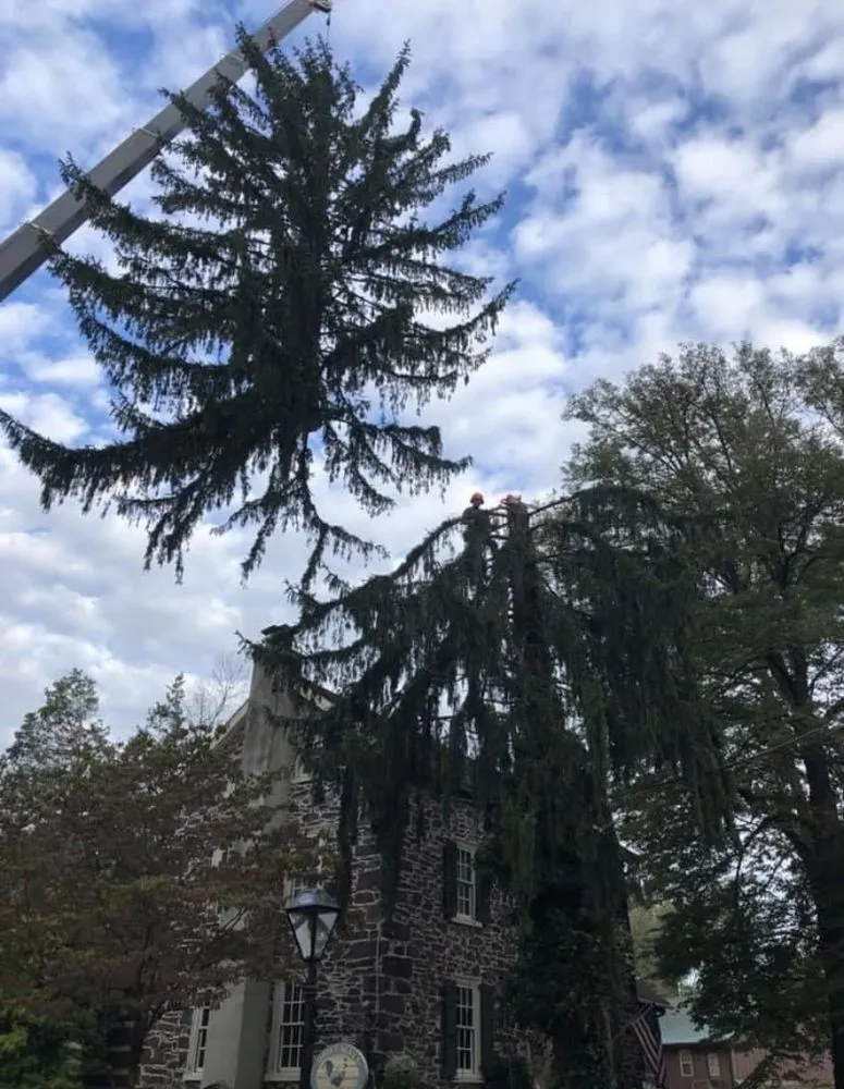 Top-rated residential landscaping for homes in Upper Black Eddy, PA by Arbor Doc Tree Service