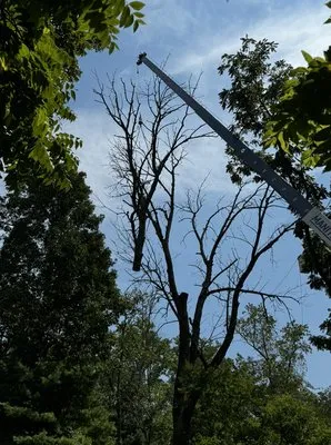 Arbor Doc Tree Service