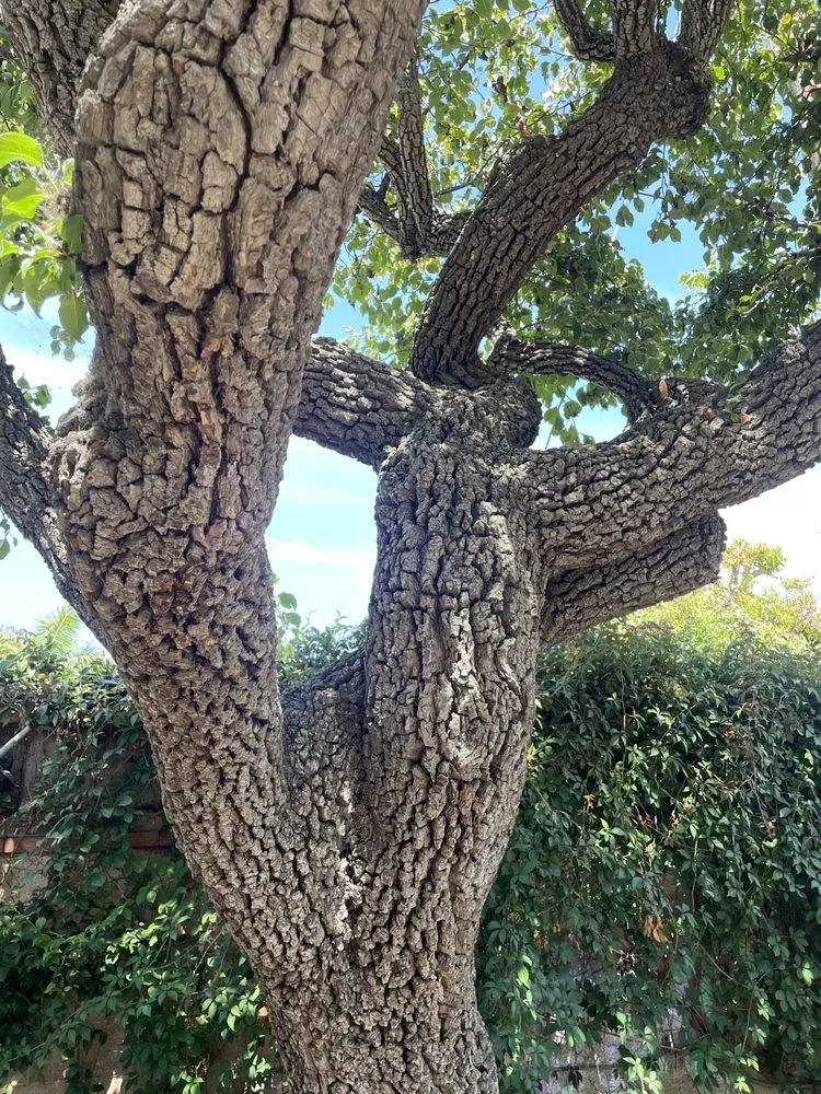 Reliable outdoor landscaping in Sherman Oaks, CA by Arbor Essence
