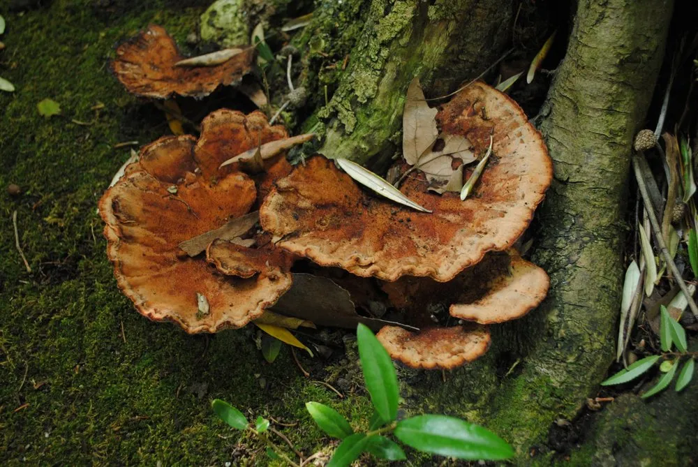 Trusted yard maintenance with custom design across Sherman Oaks, CA - Arbor Essence