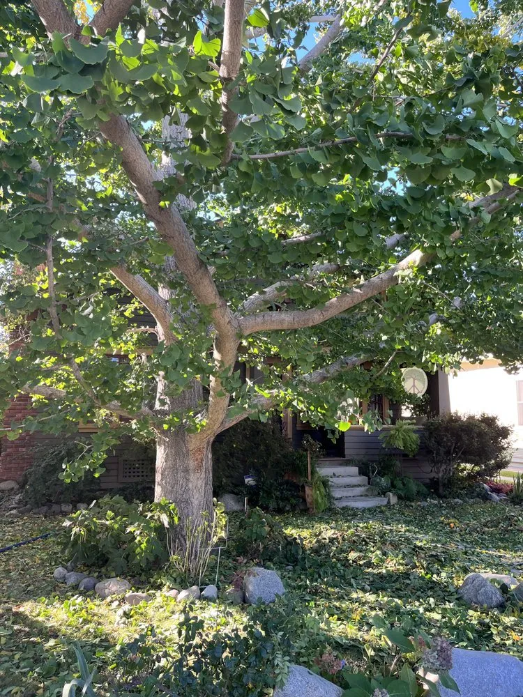 Local yard cleanup service in Placentia, CA by Arbor Expertise