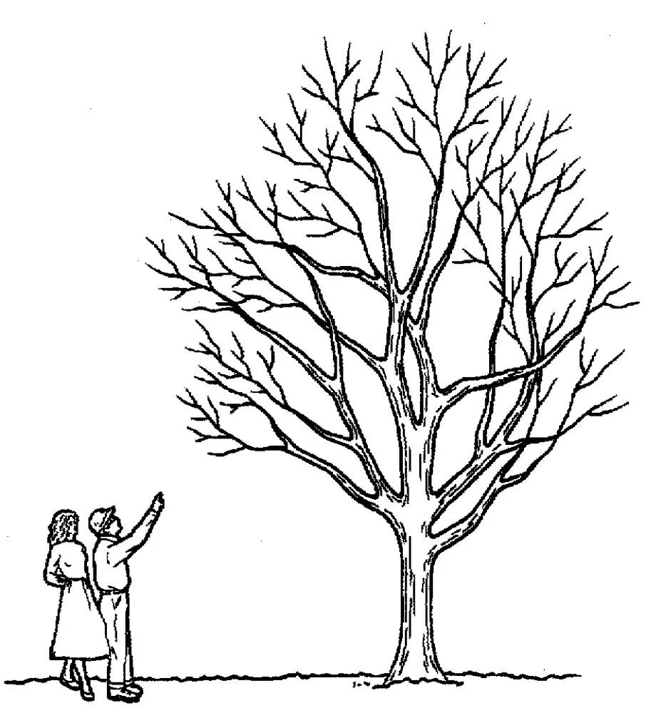 Top-rated garden landscaping for year-round maintenance across Placentia, CA - Arbor Expertise