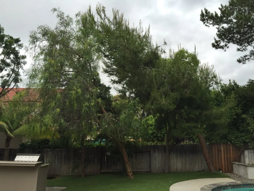 Expert landscape design near you in Placentia, CA by Arbor Expertise