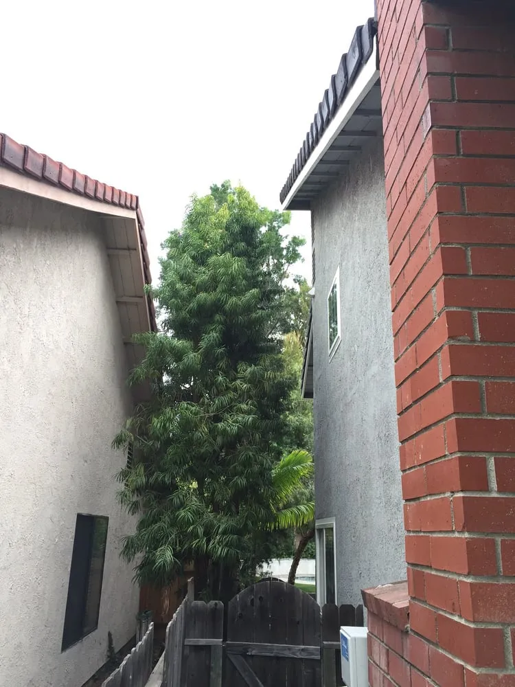 Affordable yard maintenance experts serving Placentia, CA - Arbor Expertise