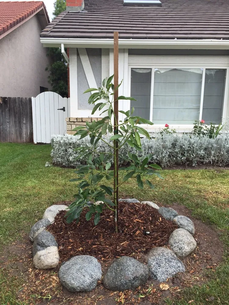 Local yard maintenance for homes across Placentia, CA - Arbor Expertise