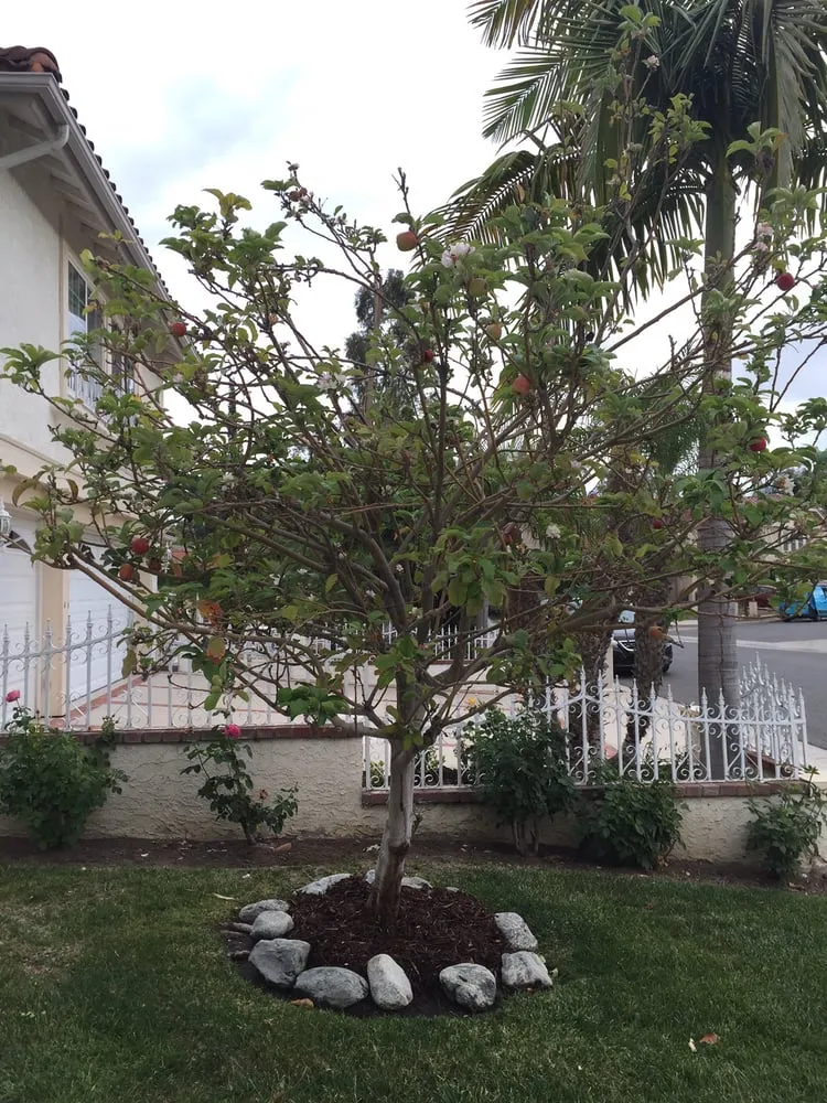 Local yard maintenance in Placentia, CA by Arbor Expertise