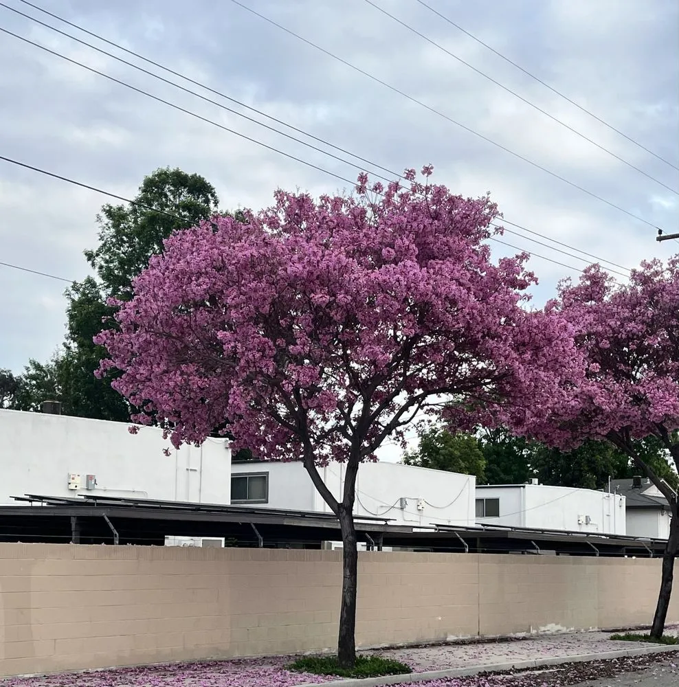 Top-rated landscape installation for homes in Placentia, CA by Arbor Expertise