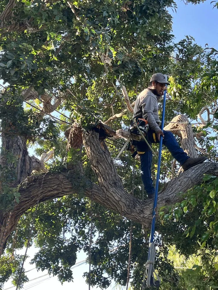 Custom outdoor landscaping experts serving Placentia, CA - Arbor Expertise