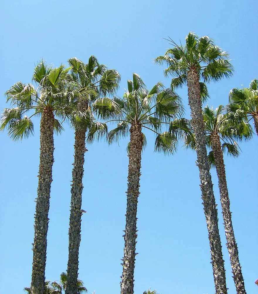 Top-rated lawn care service in Placentia, CA - Arbor Expertise