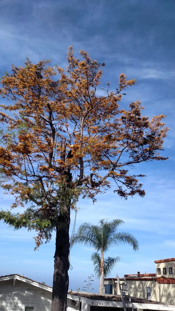 Trusted lawn care service in Placentia, CA by Arbor Expertise