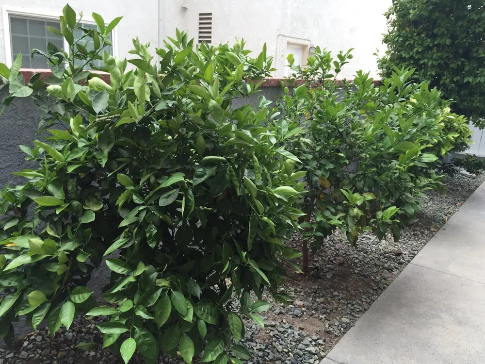 Reliable residential landscaping for beautiful yards across Placentia, CA - Arbor Expertise