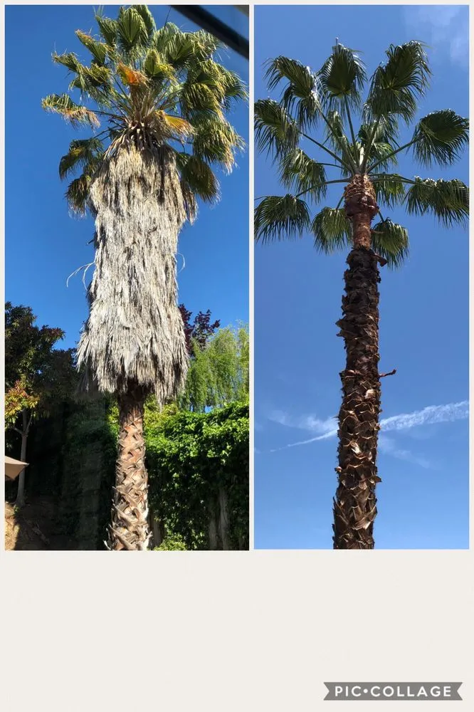 Custom lawn care service in San Jose, CA - Arbor Experts