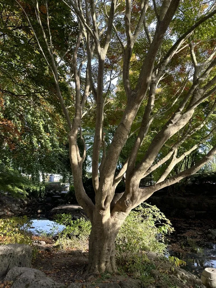 Affordable yard cleanup service experts serving Mabank, TX - Arbor Fit