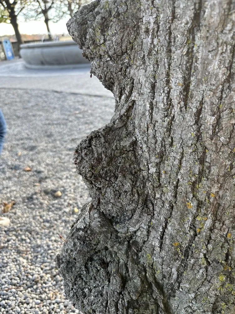 Custom yard cleanup service for outdoor upgrades across Mabank, TX - Arbor Fit