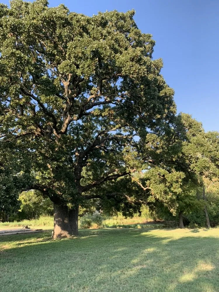 Reliable yard maintenance experts serving Mabank, TX - Arbor Fit