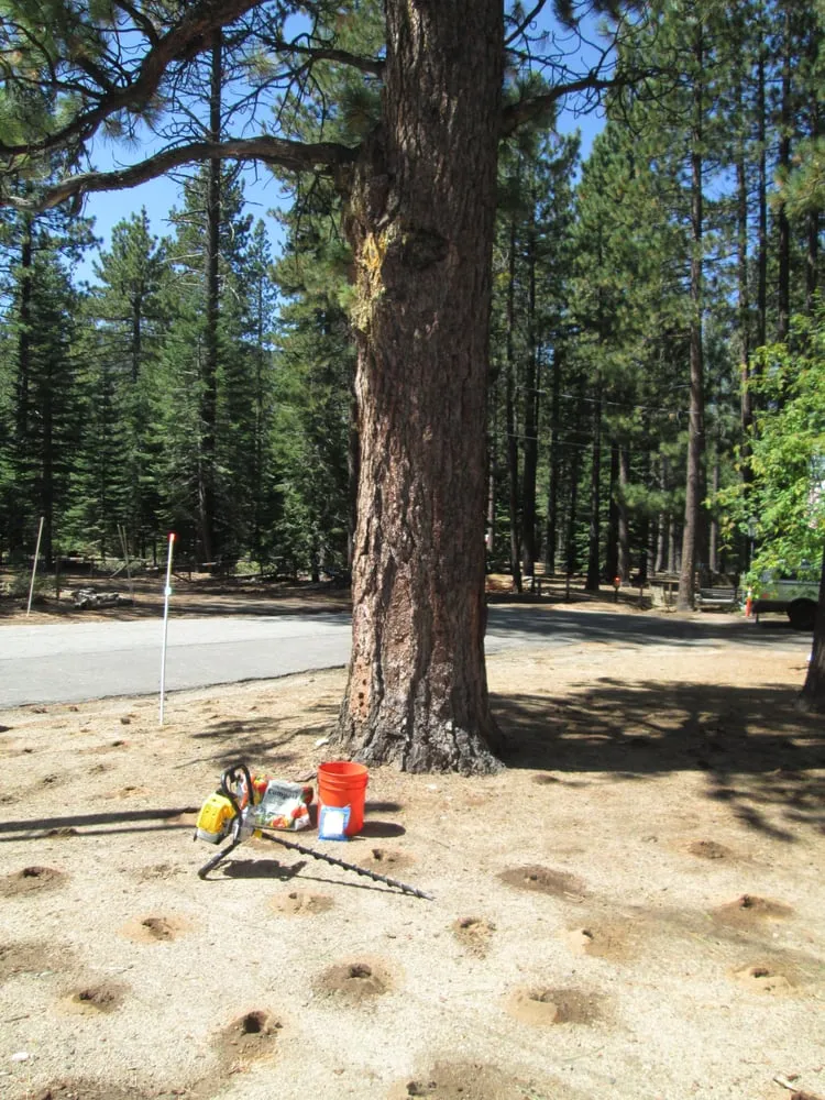 Top-rated landscape installation experts serving South Lake Tahoe, CA - Arbor Green Tree & Landscape Company