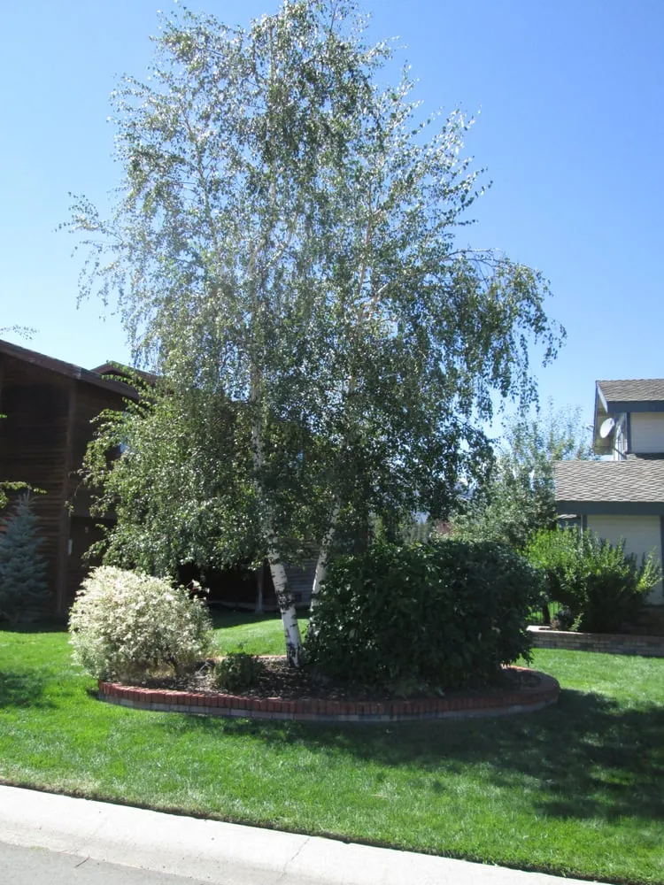 Professional lawn mowing service for beautiful yards across South Lake Tahoe, CA - Arbor Green Tree & Landscape Company