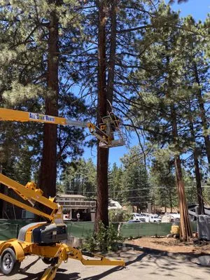 Arbor Green Tree & Landscape Company Logo