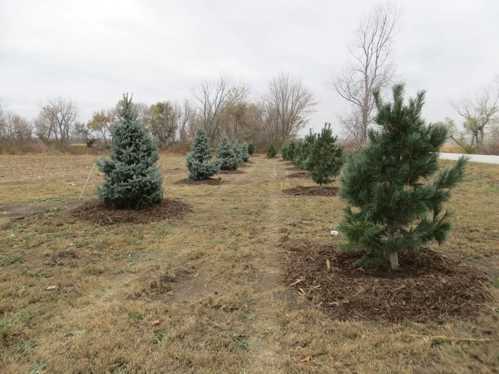 Professional landscape installation for beautiful yards across Elkhorn, NE - Arbor Hills Trees & Landscaping