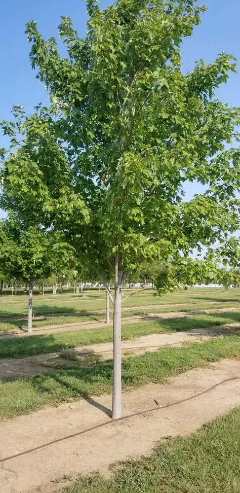 Reliable yard maintenance experts serving Elkhorn, NE - Arbor Hills Trees & Landscaping