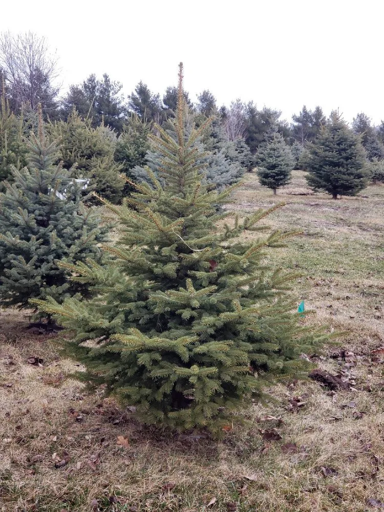 Reliable garden landscaping for homes across Elkhorn, NE - Arbor Hills Trees & Landscaping