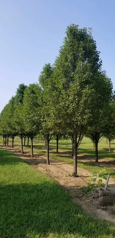 Top-rated outdoor landscaping in Elkhorn, NE - Arbor Hills Trees & Landscaping