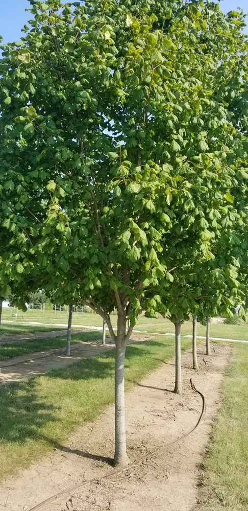 Trusted landscape installation in Elkhorn, NE by Arbor Hills Trees & Landscaping