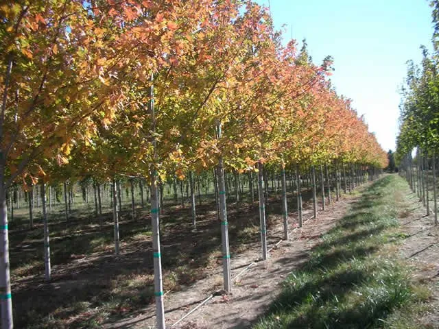 Expert residential landscaping in Elkhorn, NE by Arbor Hills Trees & Landscaping