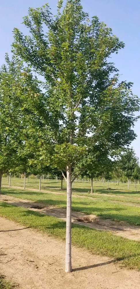 Expert landscape installation in Elkhorn, NE - Arbor Hills Trees & Landscaping