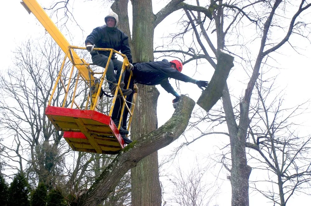 Custom yard cleanup service in Southampton, NY - Arbor Jack Tree Service