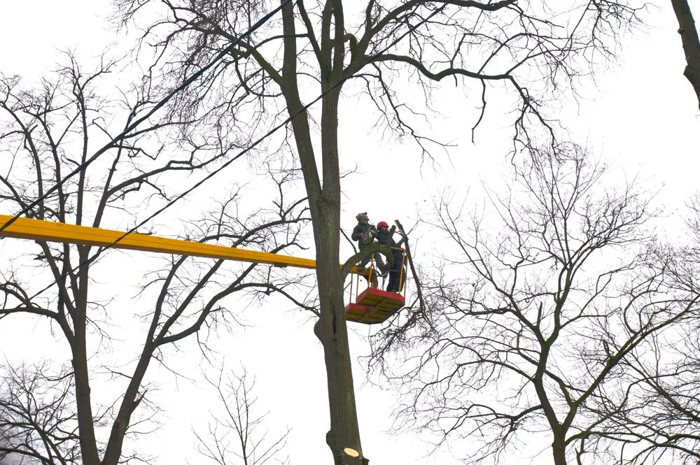 Custom yard cleanup service in Southampton, NY by Arbor Jack Tree Service