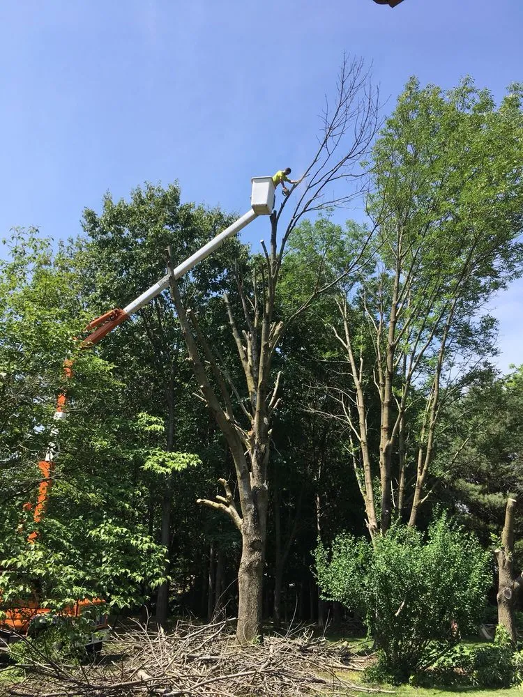 Professional landscape design in Worden, IL - Arbor Junkies Tree Service