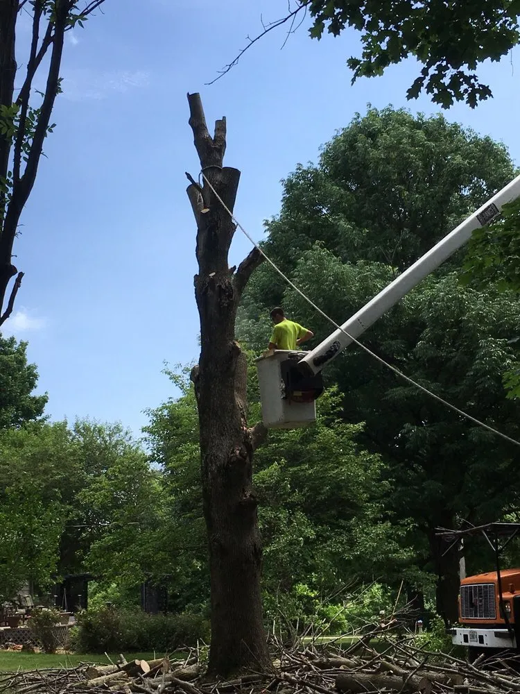 Expert lawn care service in Worden, IL by Arbor Junkies Tree Service