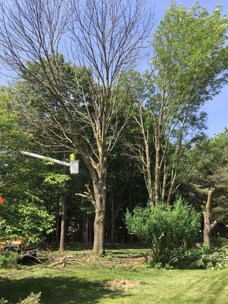 Top-rated yard maintenance for beautiful yards in Worden, IL by Arbor Junkies Tree Service