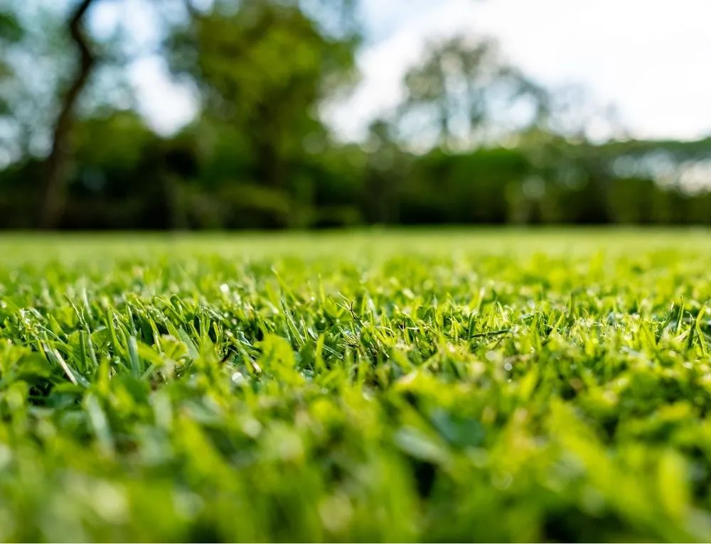 Trusted garden landscaping in Pittsboro, NC - Arbor Landscape 2.0